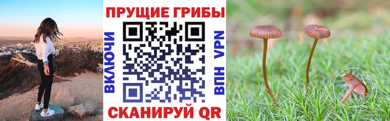 где продают Мирный Псилоцибиновые грибы Psilocybe